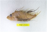 藏品(魔鬼簑鮋)的圖片